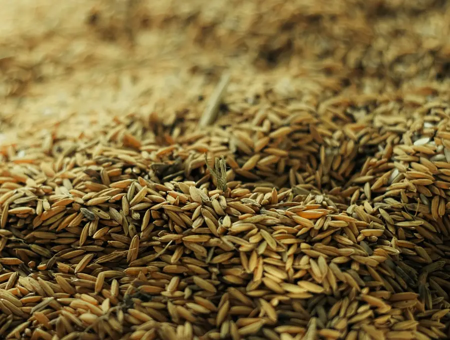 Grano de arroz como materia prima